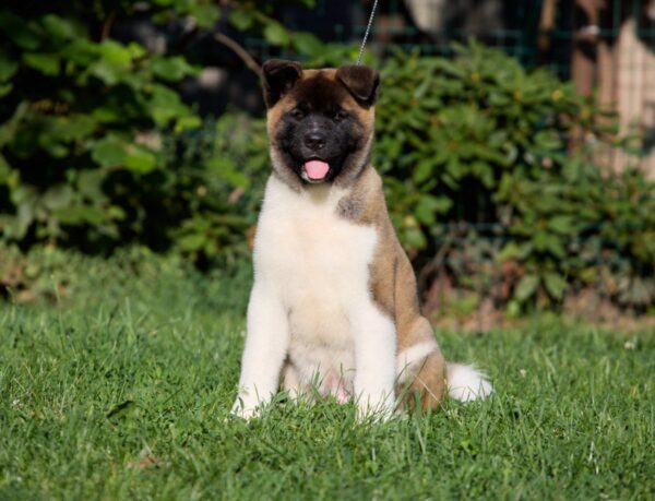 Marlow American Akita