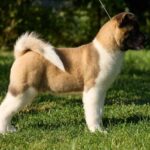 Marlow-male-American-Akita-puppy-for-sale-4