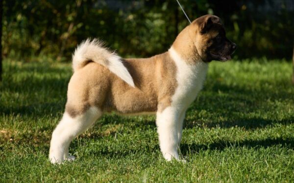 Marlow American Akita