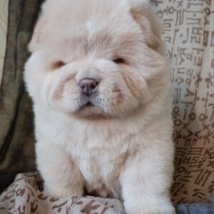 Mars Chow-Chow