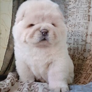 Mars Chow-Chow
