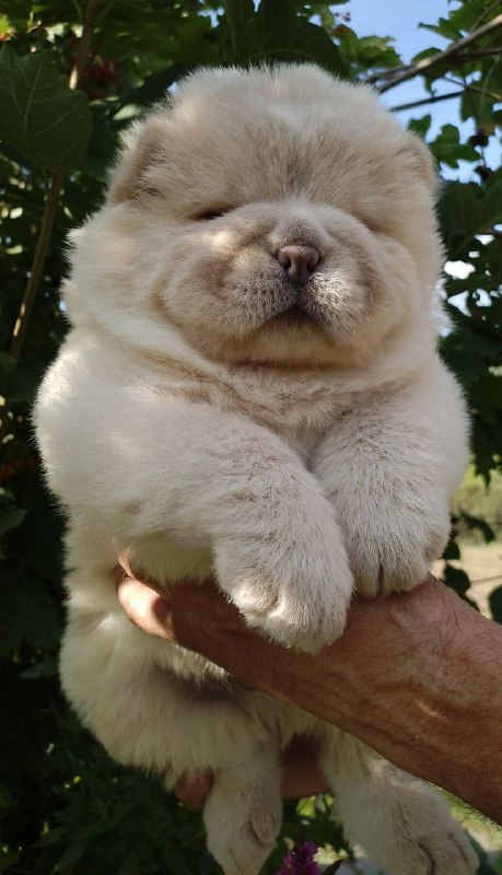 Mars Chow-Chow