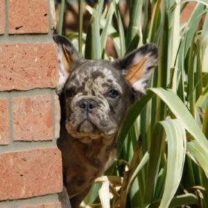 Max Fluffy French Bulldog