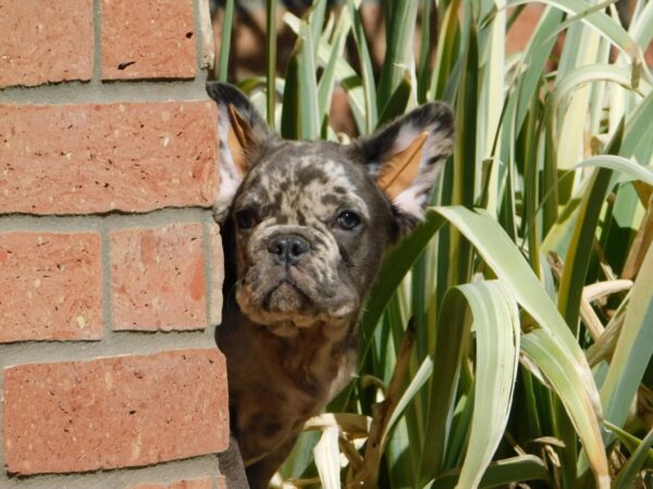 Max Fluffy French Bulldog Max Fluffy French Bulldog