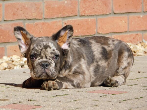 Max Fluffy French Bulldog Max Fluffy French Bulldog