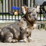 Max-male-fluffy-french-bulldog-puppy-for-sale- (4)