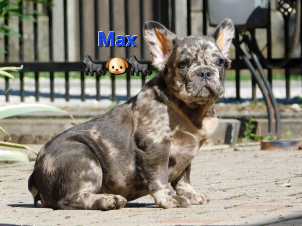 Max Fluffy French Bulldog Max Fluffy French Bulldog