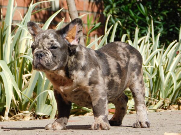 Max Fluffy French Bulldog Max Fluffy French Bulldog
