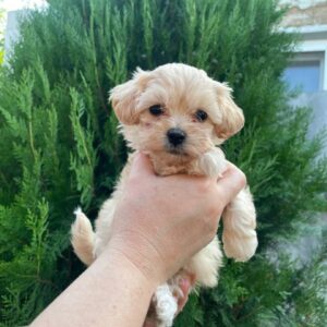 Mayka Maltipoo