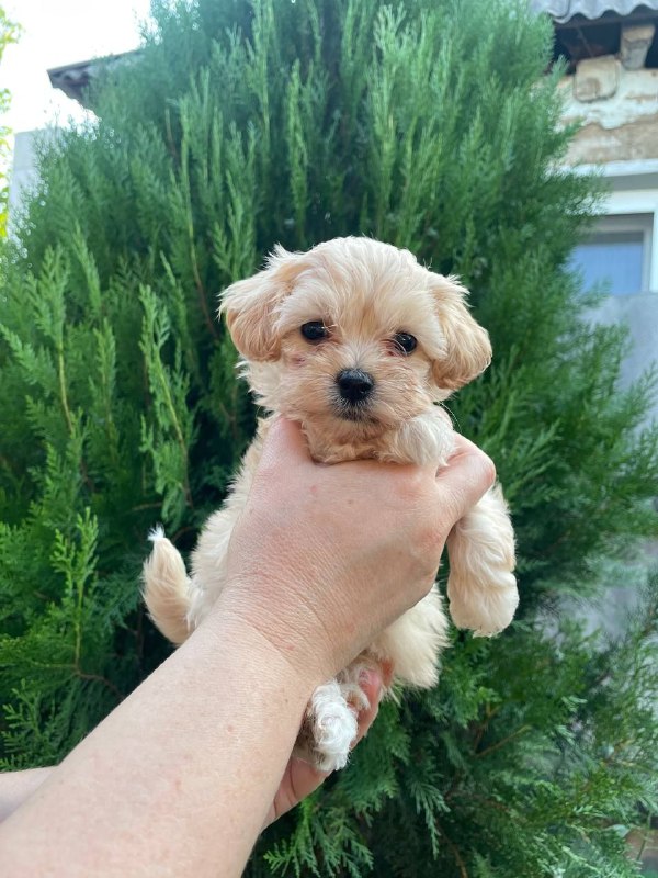 Mayka Maltipoo Mayka Maltipoo