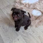 Yolanda Brussels Griffon