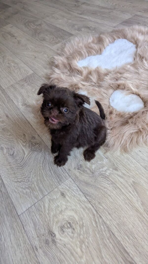 Meilin Brussels Griffon Meilin Brussels Griffon