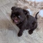 Meilin-female-Brussels-Griffon-puppy-for-sale-2