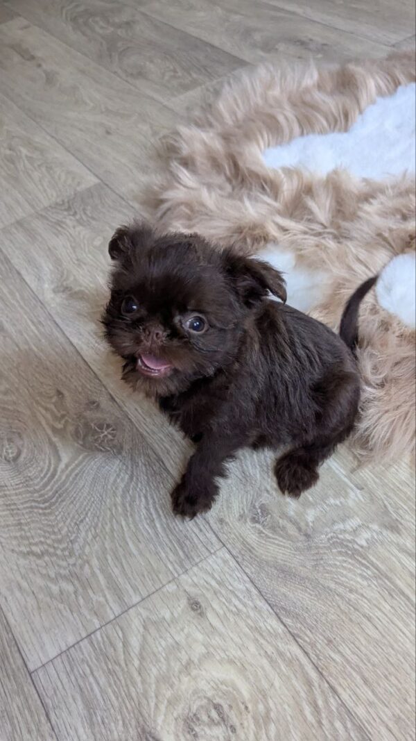 Meilin Brussels Griffon Meilin Brussels Griffon