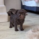 Meilin-female-Brussels-Griffon-puppy-for-sale-3
