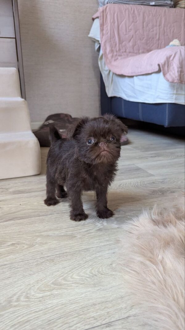 Meilin Brussels Griffon Meilin Brussels Griffon