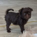 Meilin-female-Brussels-Griffon-puppy-for-sale-4