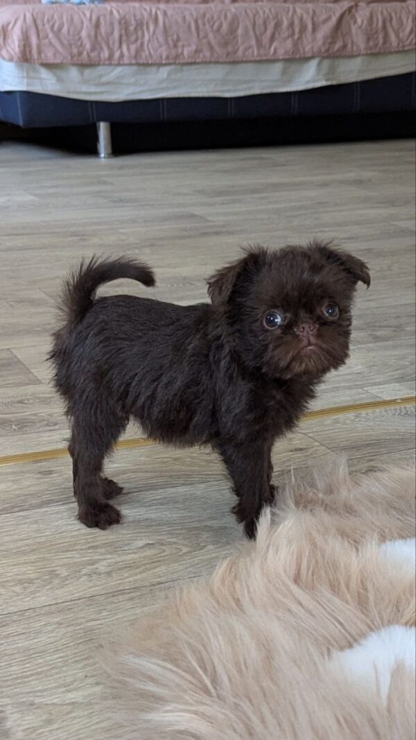 Meilin Brussels Griffon Meilin Brussels Griffon