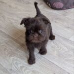 Meilin-female-Brussels-Griffon-puppy-for-sale-5