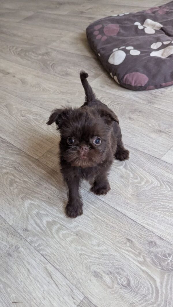 Meilin Brussels Griffon Meilin Brussels Griffon