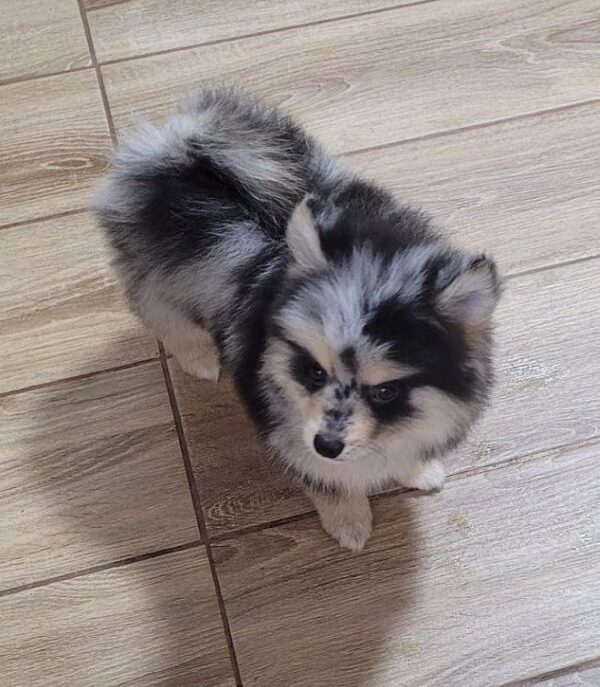 Mia Pomsky Mia Pomsky