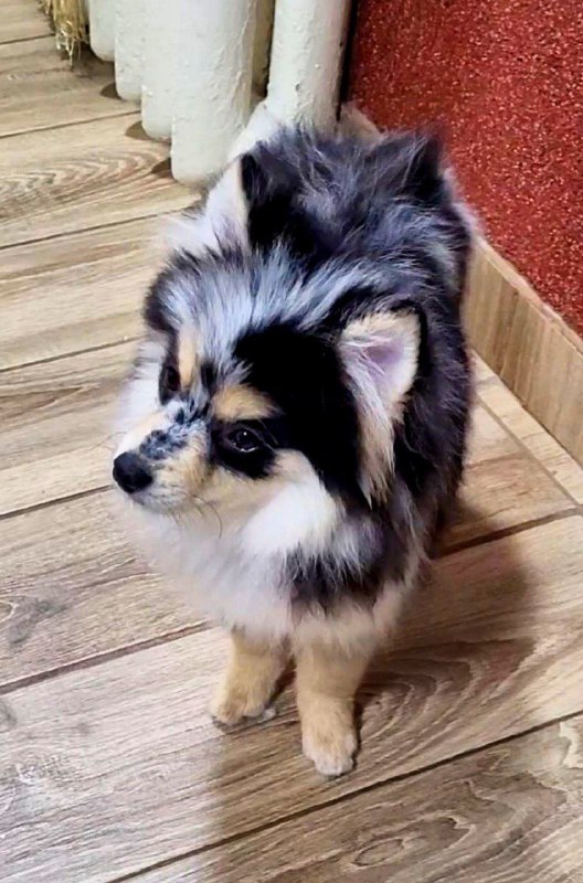 Mia Pomsky Mia Pomsky