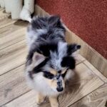 Mia-female-Pomsky-puppy-for-sale-3
