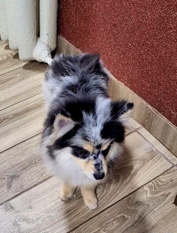 Mia Pomsky Mia Pomsky