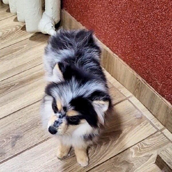 Mia Pomsky Mia Pomsky