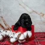 Mills-male-English-Cocker-Spaniel-puppy-for-sale-1