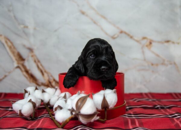 Mills English Cocker Spaniel