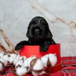 Lallita English Cocker Spaniel