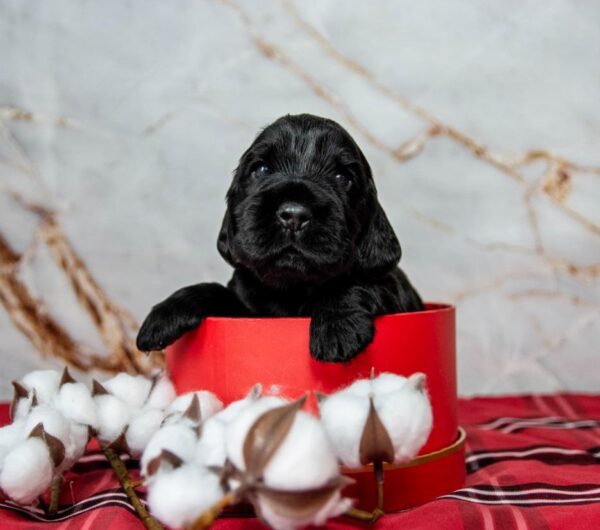 Mills English Cocker Spaniel