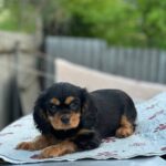 Milly-female-Cavalier-King-Charles-Spaniel-puppy-for-sale-1