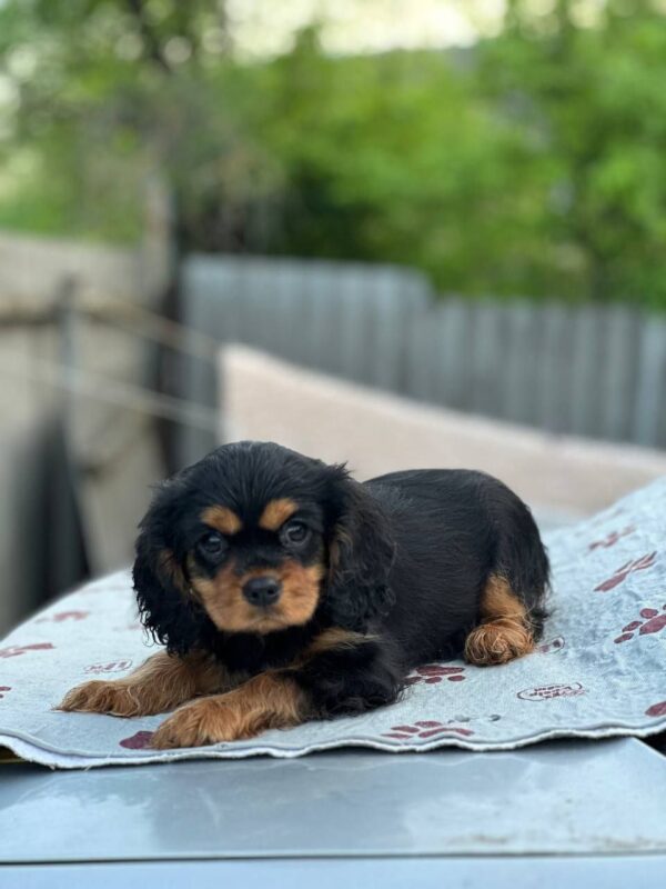 Milly Cavalier King Charles Spaniel