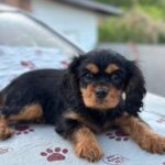 Milly-female-Cavalier-King-Charles-Spaniel-puppy-for-sale-2