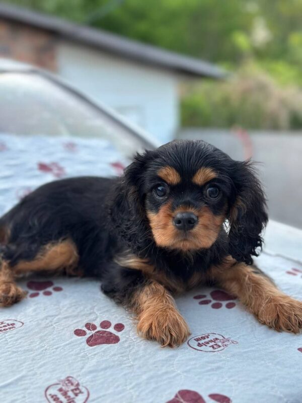 Milly Cavalier King Charles Spaniel