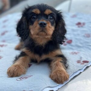 Milly Cavalier King Charles Spaniel