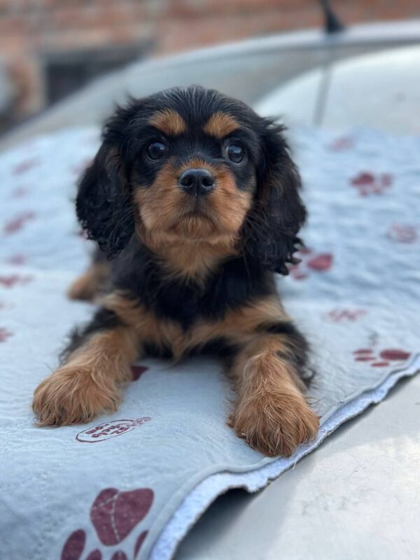 Milly Cavalier King Charles Spaniel