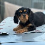 Milly-female-Cavalier-King-Charles-Spaniel-puppy-for-sale-4