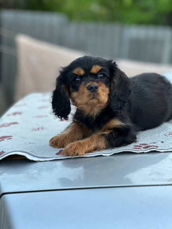 Milly Cavalier King Charles Spaniel