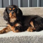 Milly-female-Cavalier-King-Charles-Spaniel-puppy-for-sale-5