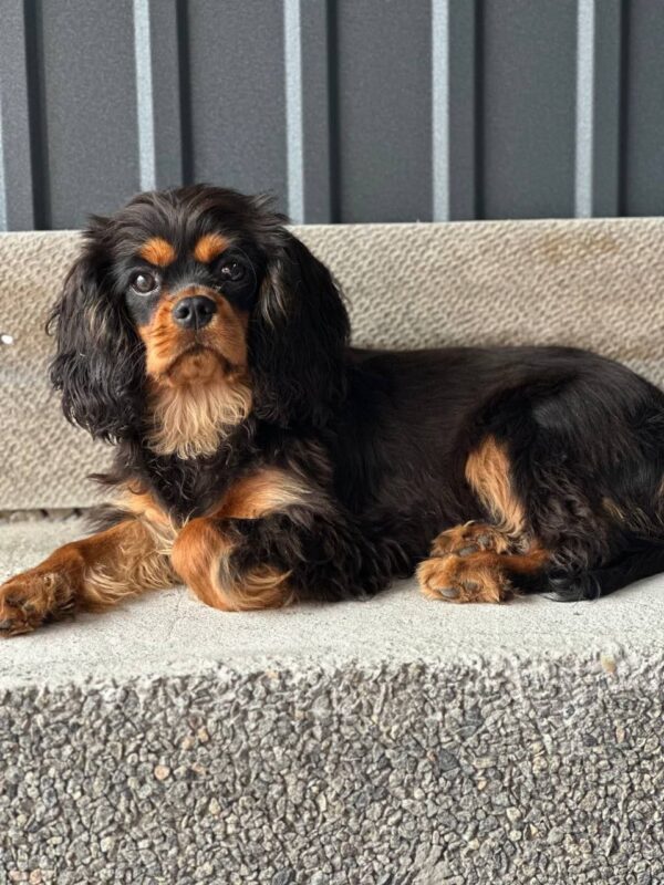 Milly Cavalier King Charles Spaniel