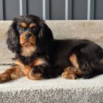 Milly-female-Cavalier-King-Charles-Spaniel-puppy-for-sale-6