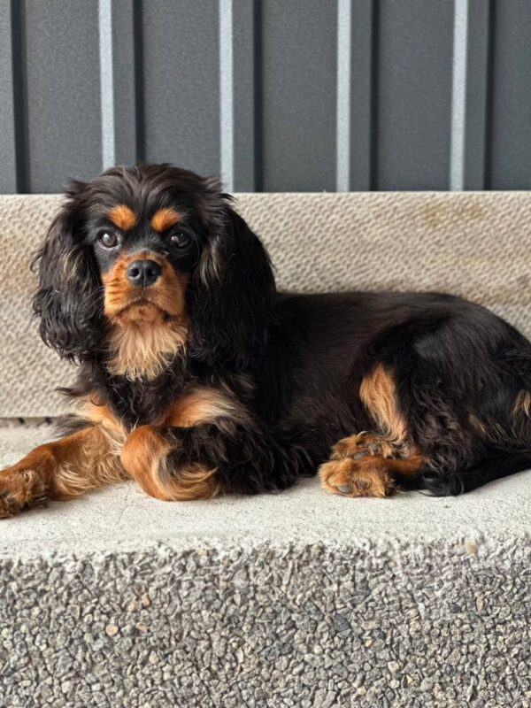 Milly Cavalier King Charles Spaniel