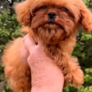 Missa Cavapoo Missa Cavapoo