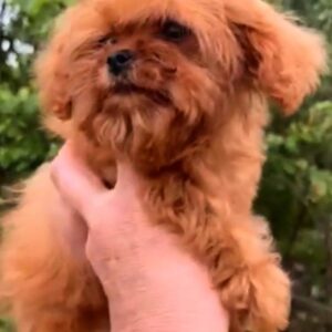 Missa Cavapoo Missa Cavapoo