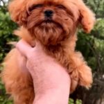 Missa-female-Cavapoo-puppy-for-sale-3