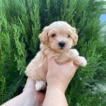 Missa-female-Maltipoo-puppy-for-sale-1