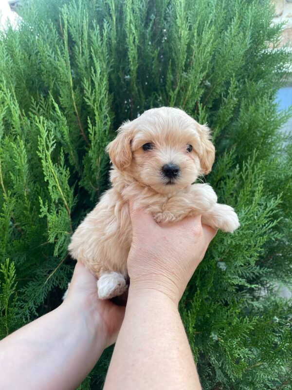 Missa Maltipoo Missa Maltipoo